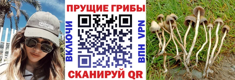 Галлюциногенные грибы Psilocybe  Боровск 